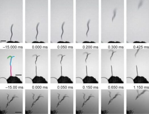 Nictation and leaping of dauer larvae under an electric field. Top row, single dauer larva;...                    </div>

                    <div class=