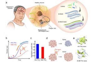 a The presence of extracellular β-amyloid deposition as neuritic plaques and the intracellular accumulation of hyperphosphorylated tau as neuro fibrillary tangles remain the primary neuropathologic features for AD diagnosis, and the amyloid deposition begins with the conversion of native monomers with more α-helices to an alternative conformation with β-sheet that self-associate into ordered assemblies. b A terahertz (THz) wave at a frequency of 34.88 THz delays the fibrosis dynamic curve. c The wave decreased the aggregation speed to 80% of the case without the wave. d The wave promotes cell proliferation. e The wave loosens the dense protein conformation with transformed β-sheets to a structure with more coil and bend regions