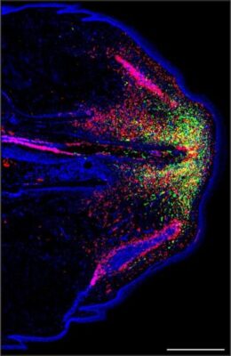 Researchers unlock mystery of cartilage regeneration in lizards