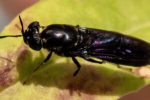 Black soldier flies are a good source of chemicals to make bioplastics.