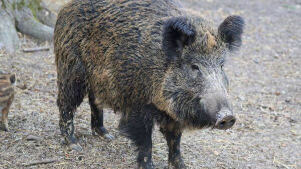 Nuclear weapons tests are unappreciated source of radioactivity in wild boars