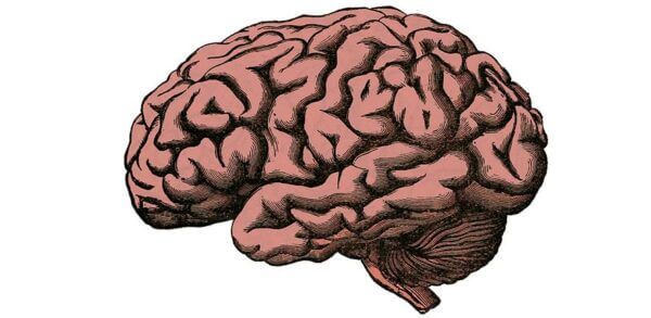 brain illustration