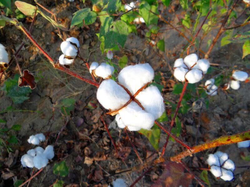 Cotton plant. Pixabay