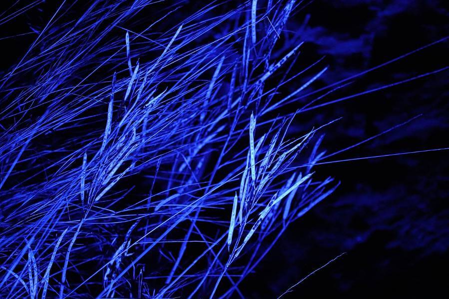Grass seen via blue light