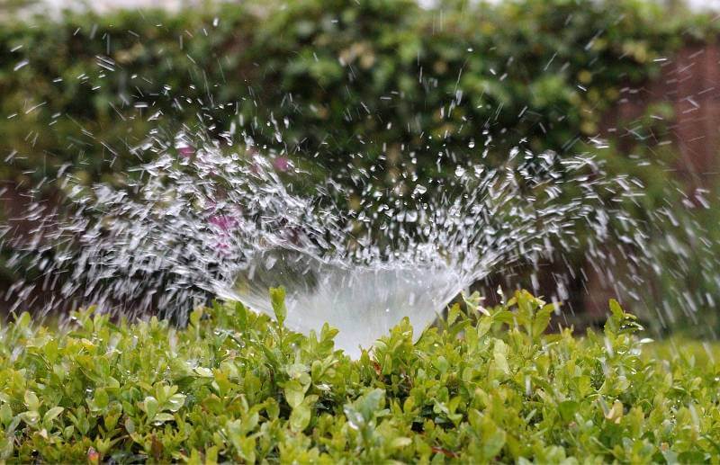 A sprinkler irrigating some plants
