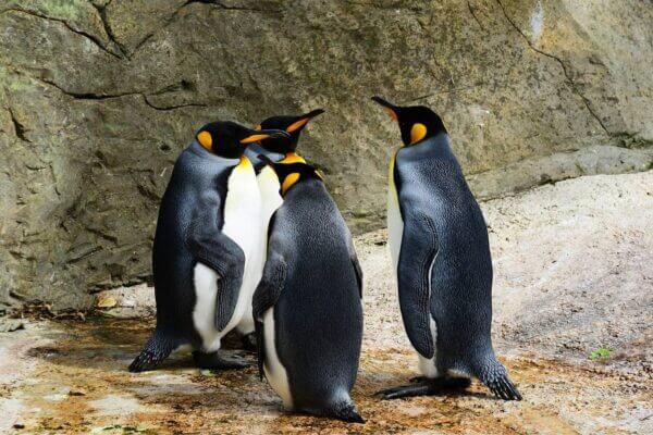 Climate change: Emperor penguin breeding fails due to Antarctic sea ice loss