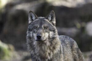 Grey wolf