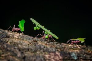 According to the study, the environments in which ants forage and the way they transport food are the main factors that dictate how each species builds its nests.