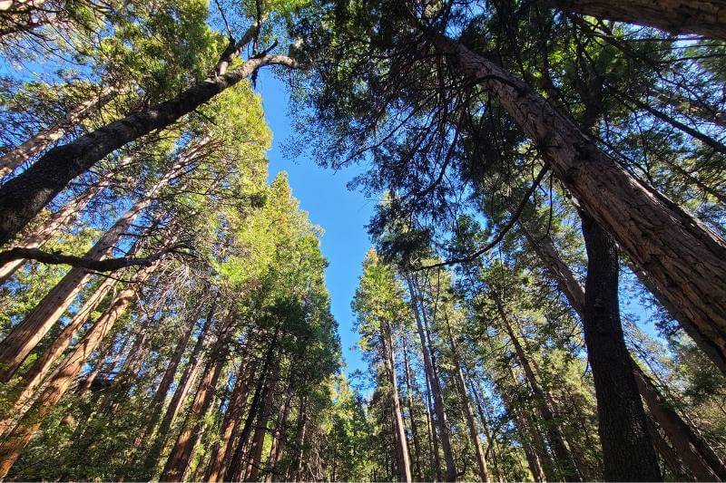 Ground-up shot of redwoods