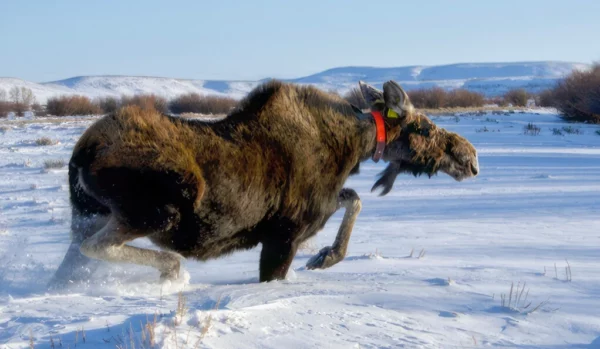 Moose in snow wearing a red collar. (Courtesy of the Max Planck Institute)