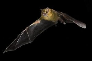 Artibeus jamaicensis, the Jamaican fruit bat