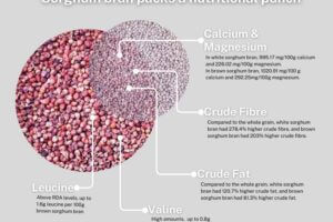 Infographic on health benfits of sorghum