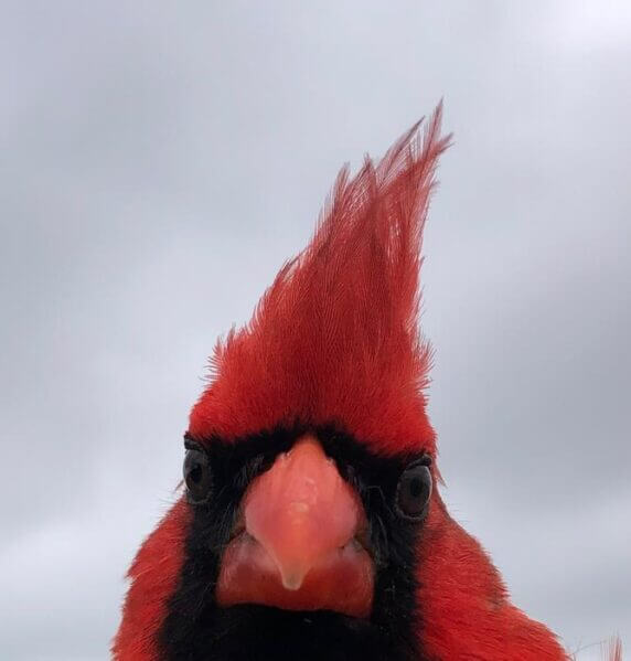 Researchers found that songbirds including the Northern Cardinal (pictured here) that live year-round in the urban core of San Antonio, Texas, had eyes about 5% smaller than members of the same species from the less bright outskirts.