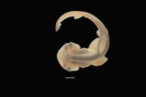A baby hammerhead during development with a nascent hammerhead snout.