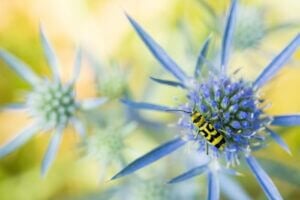 The grape wood borer (Chlorophorus varius) is one of over 33,000 insect species in Germany. The development of the insect biomass depends significantly on weather conditions, as a study published in "Nature" in 2023 shows.