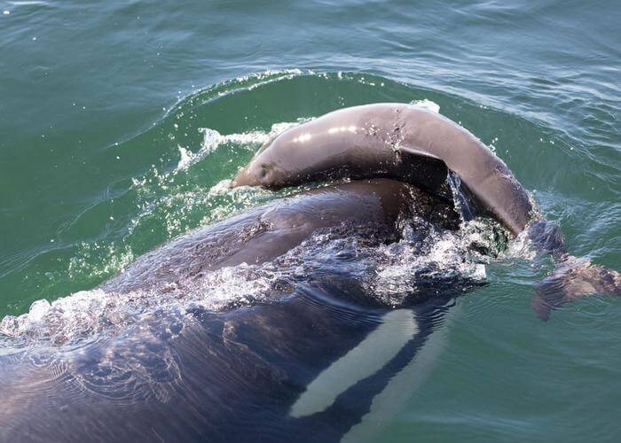 A killer whale in the Salish Sea is observed harassing a porpoise, a behavior that has long perplexed scientists. A study from Wild Orca and UC Davis' SeaDoc Society investigate what may be behind it.