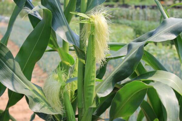 Maize growing in a field