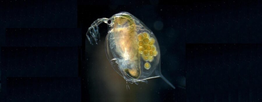 The humble waterflea, or Daphnia, could unlock successful wastewater treatment