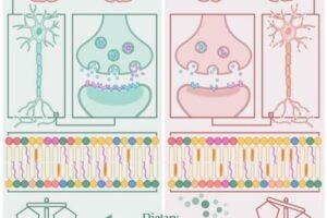 The process of brain aging is distinguished by a gradual deterioration in the functioning of neurons, which can be attributed to an imbalance in the cellular and molecular mechanisms governing synaptic plasticity. Synapses are enriched with various lipid species including phosphatidylcholine, phosphatidylethanolamine, phosphatidylserine, sphingolipids, and some other less abundant components. Those components are altered in aging brain, could affect brain functions, including structural development, nerve-impulse transmission, neurogenesis, synaptogenesis and myelin formation. Dietary phospholipid intervention could prevent brain aging by maintaining lipid homeostasis and enhancing synaptic plasticity.