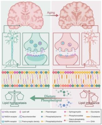 Dietary fat as potential strategy to prevent brain aging