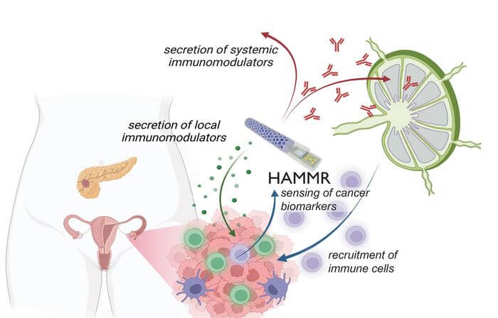 A figure illustrating how a “closed-loop” implant called HAMMR (short for “hybrid advanced molecular manufacturing regulator”) will be used to treat recurrent ovarian cancer. The implant, which is small enough to be implanted with minimally invasive surgery, is being developed by a Rice University-led team of researchers from eight universities and two companies in seven states. The Advanced Research Projects Agency for Health awarded $45 million to fast-track development of the implant, which includes funding for a first-phase clinical trial within five years.