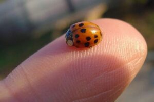 Ladybug on a person's fingertip