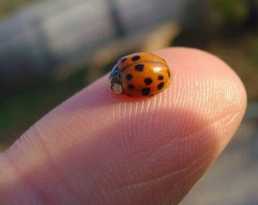 Ladybug on a person's fingertip