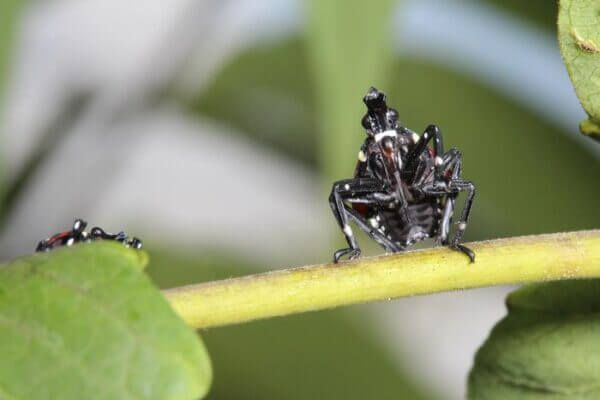 Hardwood Trees in the U.S. Less Vulnerable to Spotted Lanternfly Than Feared