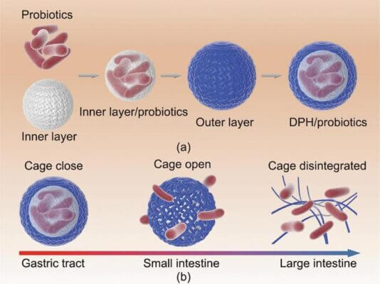 (a) Design rationale of the DPH; (b) mechanism of intestine-targeted delivery.