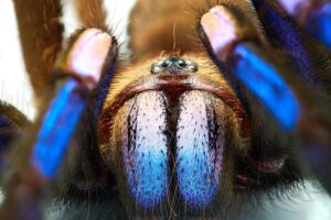 Electric blue tarantula close up.
