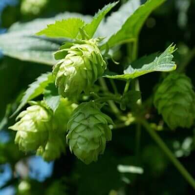 Hops flower