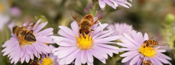 Buzzing insights: tracking bees with robotic flowers and hive sensors