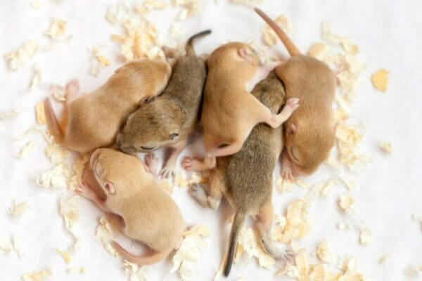 A mother mouse needs a diverse gut microbiome to form a healthy placenta