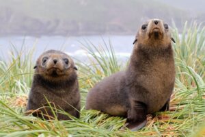 Antarctic fur seal pups on Bird Island (Adam Bradley)