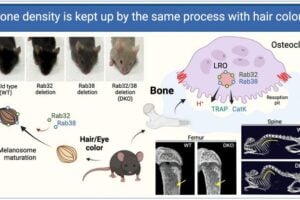 Rab32 and Rab38 associated organelle is crucial for osteoclast function and for color pigmentation of hair color. This figure is created using BioRender.com.