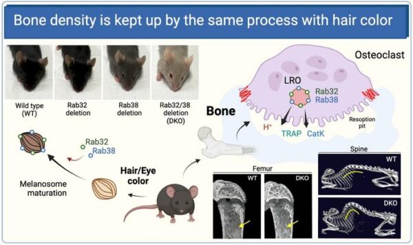 Bone density is kept up by the same process with hair color