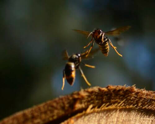 Asian hornets