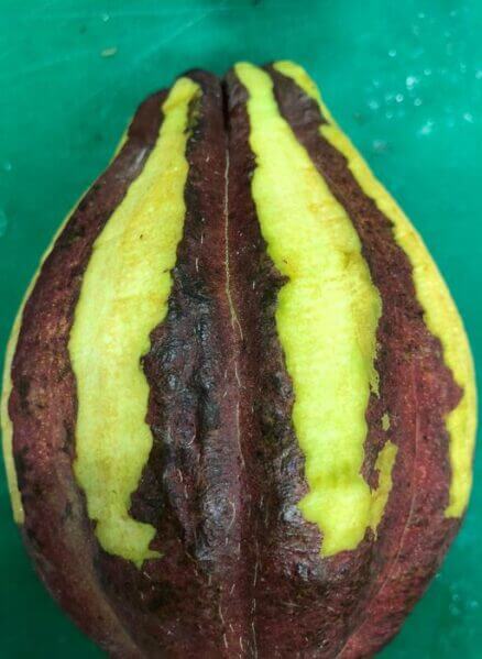 Cocoa pods, like this one with parts of the husk removed for analyses, could be a useful starting material for flame retardants.