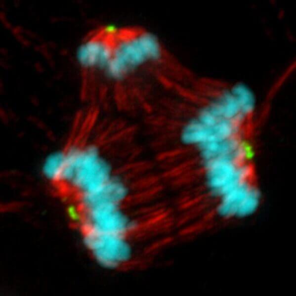 This image shows a cancer cell undergoing abnormal mitosis and dividing into three new cells rather than two following treatment with a microtubule poison.