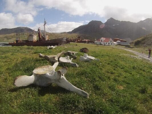DNA from discarded whale bones suggests loss of genetic diversity due to commercial whaling