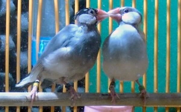 Something in the eyes: Java Sparrows in love show enhanced eye rings