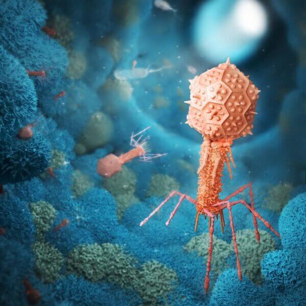 Bacteriophage particle interacting with mammalian cells.