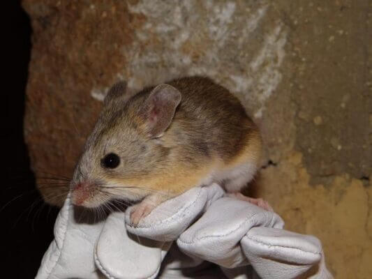 Mouse mummies point to mammalian life in “Mars-like” Andes