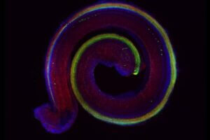 Fluorescence microscopic image of a murine cochlea: the hair cells are marked in green, the cell skeleton in red and the cell nuclei with genetic material in blue.