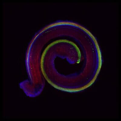 Fluorescence microscopic image of a murine cochlea: the hair cells are marked in green, the cell skeleton in red and the cell nuclei with genetic material in blue.