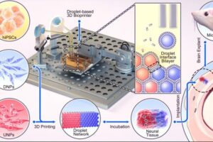 Droplets containing human iPSC-derived neural progenitors were 3D-printed to form 2-layer cerebral cortical tissue, which was cultured before implantation into a mouse brain slice. DNPs: deep-layer neural progenitors; UNPs: upper-layer neural progenitors. Image credit: Yongcheng Jin, University of Oxford.