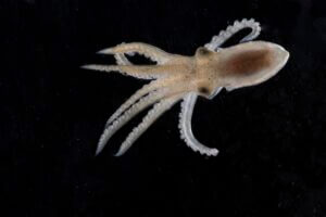 California two-spot octopus hatchlings