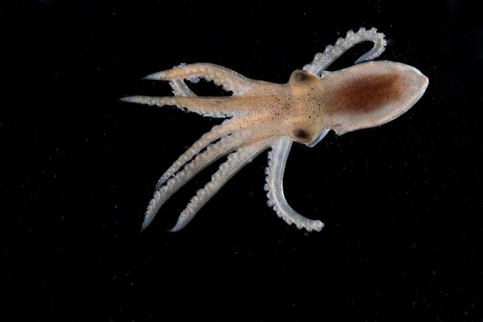 California two-spot octopus hatchlings