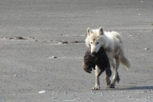 Wolf carrying a dead seal