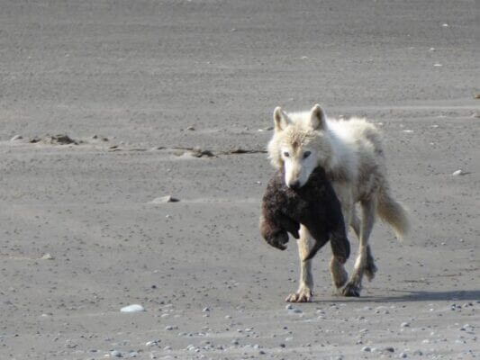 Researchers observe wolves hunting and killing sea otters and harbor seals